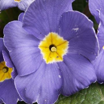 Primev�re violette - 