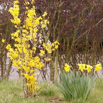 Forsythia et narcisses - 