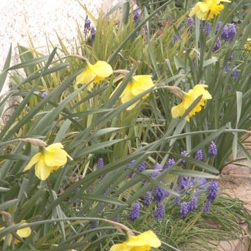 Muscaris et narcisses - 