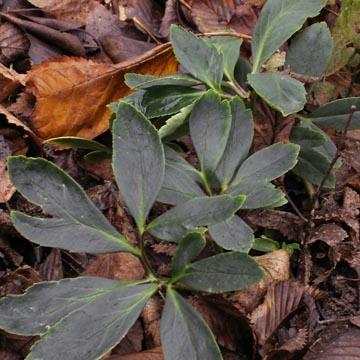 Feuilles d'hellebores - 