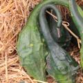 Courge Marenka Courge Marenka
