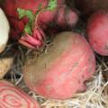 Betterave 'Tondi di Chioggia' Betterave 'Tondi di Chioggia'