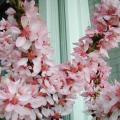 P�cher nain - Prunus persica 'crimson�' bonfire 