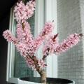 Pêcher nain - Prunus persica 'crimson®' bonfire