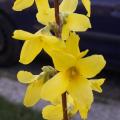 Forsythia
