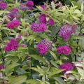 Spir�e - Spiraea Anthony Waterer