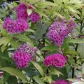 Spirée - Spiraea Anthony Waterer