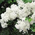 Spir�e - Spiraea x vanhouttei