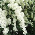 Spirée - Spiraea x vanhouttei