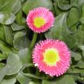 P�querette - Bellis perennis 