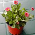 Pâquerette - Bellis perennis
