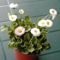 Pâquerette - Bellis perennis