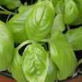 Basilic 'Grand Vert'