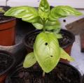 Basilic 'Grand Vert'
