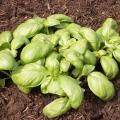 Basilic 'Grand Vert'