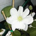 Cl�matite - Clematis 