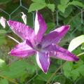 Clématite - Clematis