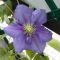 Clématite - Clematis