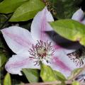 Clématite - Clematis