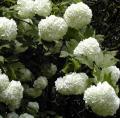 Boule de neige - Viorne - Viburnum opulus