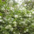 Boule de neige - Viorne - Viburnum opulus