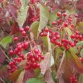 Boule de neige - Viorne - Viburnum opulus