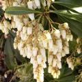 Pieris japonica - Androm�de
