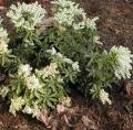 Pieris japonica - Androm�de