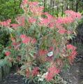 Pieris japonica - Androm�de