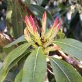 Pieris japonica - Androm�de
