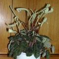 Peperomia caperata - P�p�romia - Canne d'aveugle