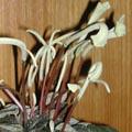 Peperomia caperata - Pépéromia - Canne d'aveugle