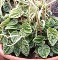 Peperomia caperata - Pépéromia - Canne d'aveugle