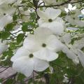 Cornouiller - Cornus kousa