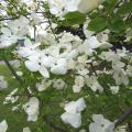 Cornouiller - Cornus kousa