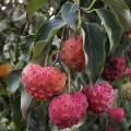 Cornouiller - Cornus kousa