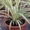 Chlorophytum - Phalang�re - Plante araign�e