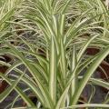 Chlorophytum - Phalangère - Plante araignée