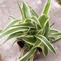 Chlorophytum - Phalangère - Plante araignée