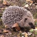 H�risson
