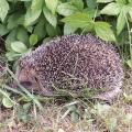 H�risson