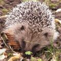 H�risson