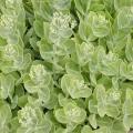 Orpin - Sedum spectabile