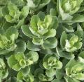 Orpin - Sedum spectabile
