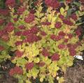 Orpin - Sedum spectabile