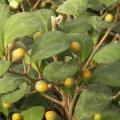 Ficus diversifolia - Ficus delto�dea - Figuier d'int�rieur