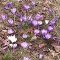 Crocus