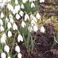 Perce-neige - Galanthus nivalis