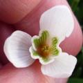 Perce-neige - Galanthus nivalis