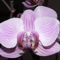 Phalaenopsis - Orchid�e papillon